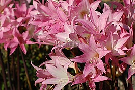 百合花,鮮花,粉紅色