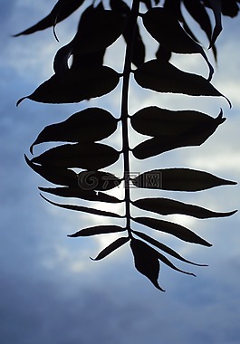 葉,日落,植物