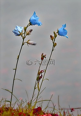 campanules,鮮花,夏季花卉