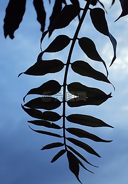 葉,植物,自然