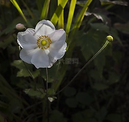 花,日本银莲花,开花
