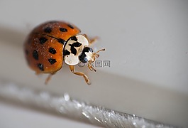 昆蟲,甲蟲，昆蟲,甲蟲
