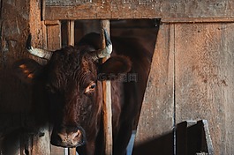 動(dòng)物,谷倉,公牛