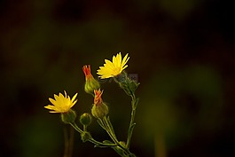 黃色,花,蒲公英