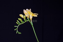 鲜花,黄色的花朵,鸢尾科