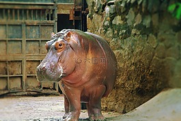河馬,動物,動物園