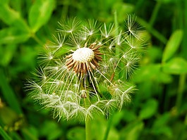 蒲公英,草甸,性質(zhì)