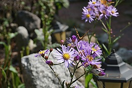 鮮花,秋季,蒼涼