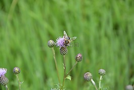 蜜蜂,鮮花,tigist