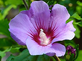 芙蓉,開花,紫