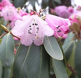 杜鵑,花,盛開(kāi)