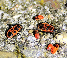 bug,火的 bug,pyrrhocoris
