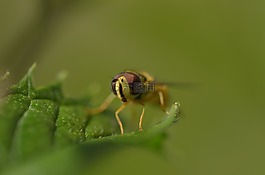 hoverfly,昆蟲,葉子