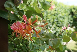 登山者,花,開花