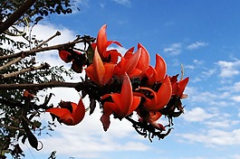 butea monosperma,palash,森林里的火焰