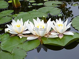 睡莲,白,池塘