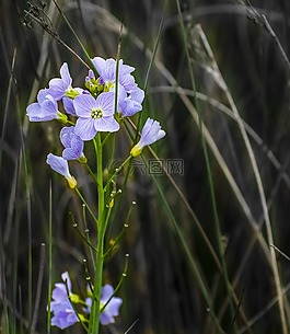 花,丁香,野生