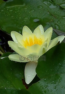 水禮,池,花的