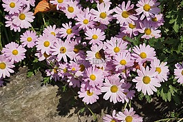鮮花,蝴蝶,秋季