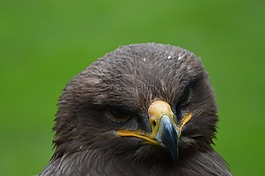 steppenarend,鷹,捕食鳥