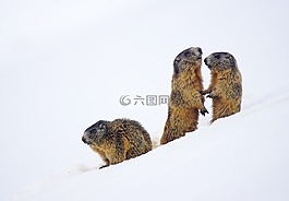 旱獺,動(dòng)物,哺乳動(dòng)物