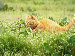 貓咪,自然,動物
