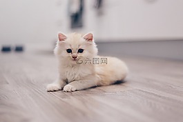 貓,小貓,可愛