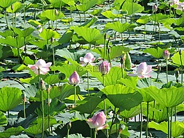 蓮花,沼澤,自然