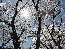 日本,櫻桃,光