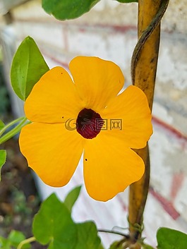 橙花,自然,紫色