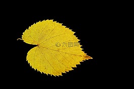 黃的樹葉,黃金,羽毛