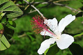開花,熱帶,異國情調(diào)