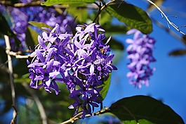 開花,熱帶,紫