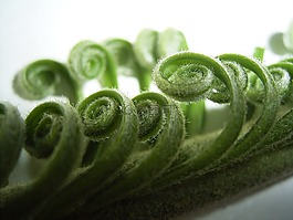 葉子,蕨類植物,植物區(qū)系