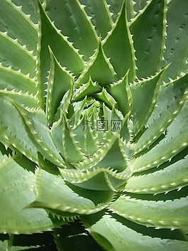 葉子,仙人掌,植物