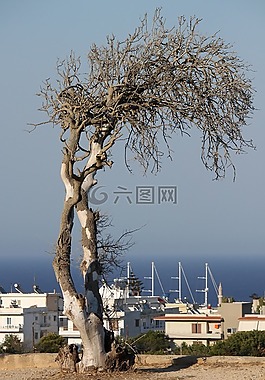 死樹,海,希臘