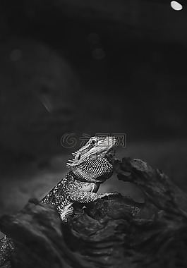 動物,伊瓜納,蜥蜴