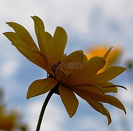 花,開(kāi)花,花瓣