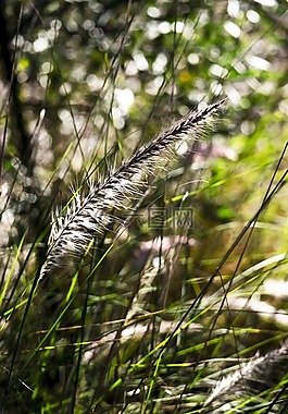 雜草,自然,草