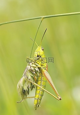 konik,蚱蜢,昆蟲
