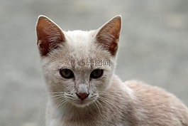 貓咪,動物醫(yī)院,貓科動物