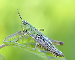 konik,蚱蜢,昆蟲