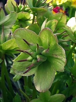 性質(zhì),植物,葉