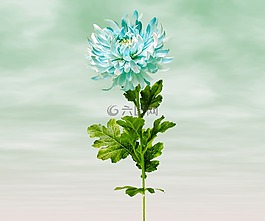 葉,性質(zhì),植物