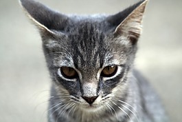 貓咪,動物醫(yī)院,貓科動物