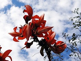 butea monosperma,palash,森林里的火焰