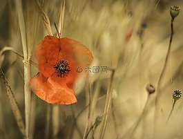 盛開,開花,植物區(qū)系