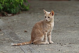 貓咪,動物醫(yī)院,貓科動物