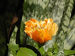 黄,ibisco,花