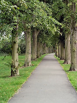 路徑,樹,公園